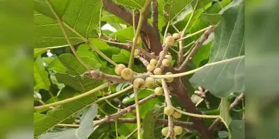 সংসদ সমুখে সাদা পাকুড়