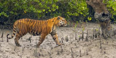 বাড়তে পারে বাঘের সংখ্যা, সুন্দরবনে বাঘশুমারির ফল ঘোষণা ৮ অক্টোবর
