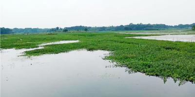 পানির নিচে অর্ধশত একর জমি