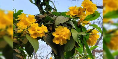 সোনাপাতির সোনা রং