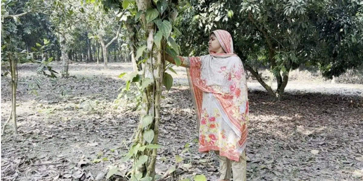 চুইঝাল চাষে ঝুঁকছেন কৃষক