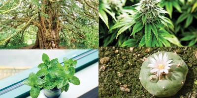 যে সাতটি গাছকে পবিত্র বলে মনে করা হয়