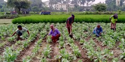 দিনাজপুরে আগাম জাতের সবজি চাষে ব্যস্ত চাষীরা