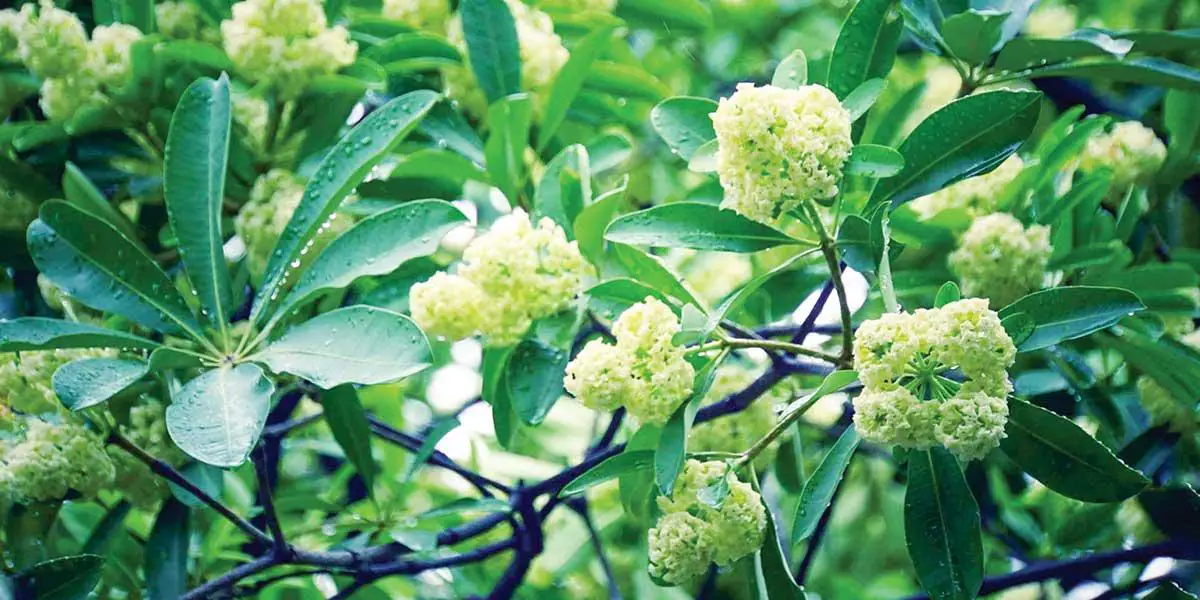 মাদকতায় ভরা ছাতিম ফুলের ঘ্রাণ