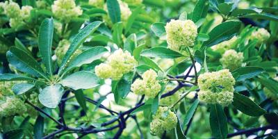 মাদকতায় ভরা ছাতিম ফুলের ঘ্রাণ