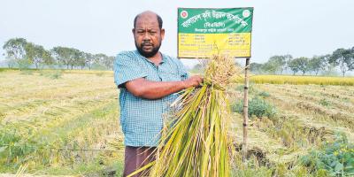 ব্রি-৭৫ ধান চাষে মতিউরের সাফল্য