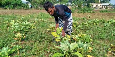 রাজবাড়ীতে ফুলকপিতে পচন, লোকসানে কৃষক