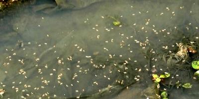 ডেঙ্গুর লার্ভা ধ্বংসে নেই দৃশ্যমান কাজ