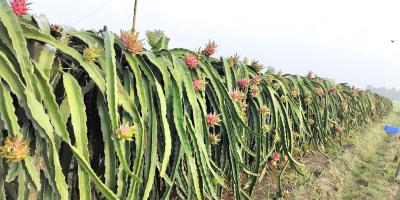 ড্রাগন ফল চাষে সফল ঈশ্বরদীর রকিবুল