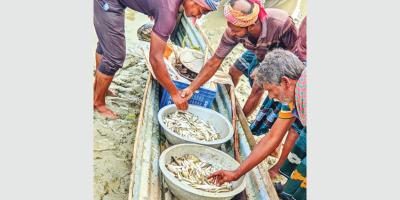 দৌলতপুরে মাছ বিক্রিতে আয় শতকোটি টাকা