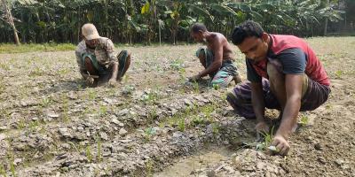 সবজি চাষে শঙ্কায় গাইবান্ধার কৃষক