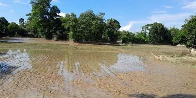 ফেনীর বন্যা: তালিকায় সীমাবদ্ধ কৃষকের প্রণোদনা