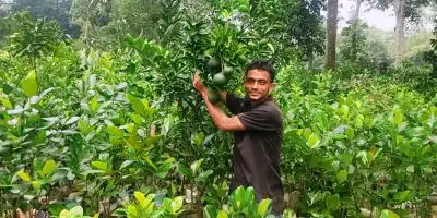 নার্সারি ব্যবসায় সোহাগের সাফল্য