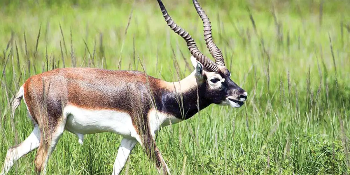 আলোচিত প্রাণী কৃষ্ণ হরিণ