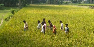 ধানে চিটা হওয়ায় কৃষকের লোকসান