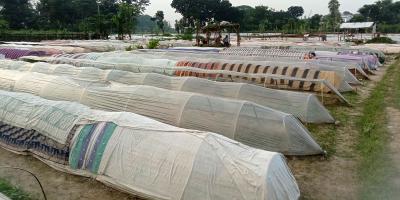 সবজি বীজের দাম দ্বিগুণ