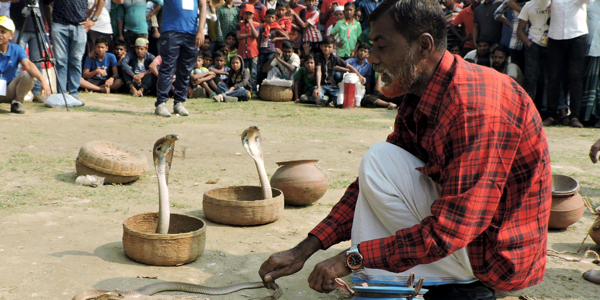 সাপ খেলা দেখানো ও এর বিনিময় নেওয়া কি জায়েজ?