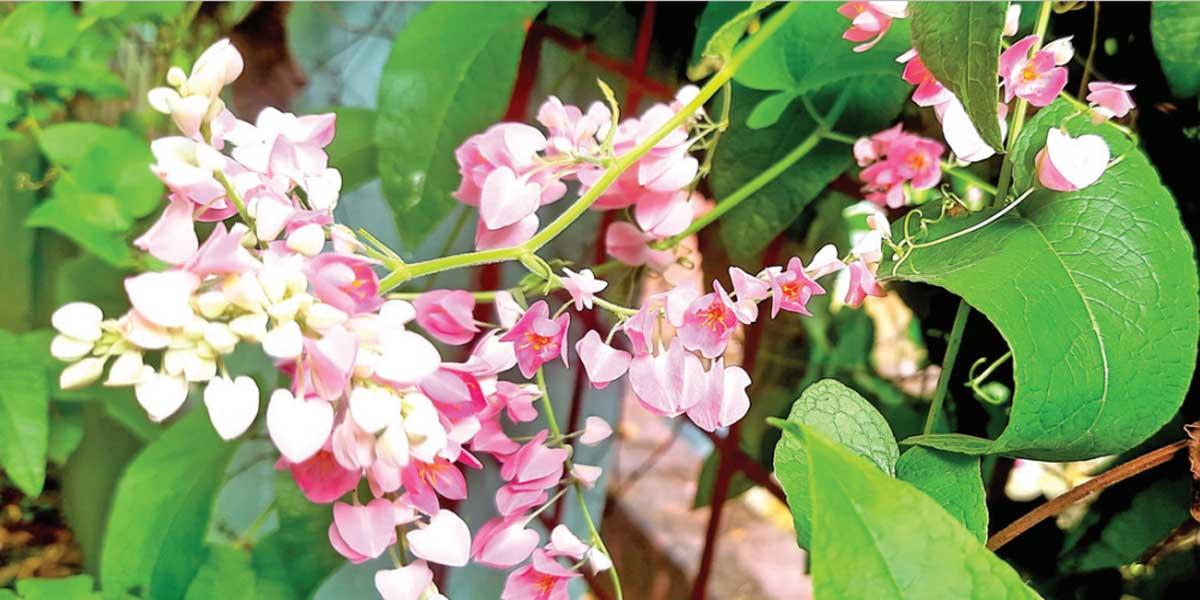 অনন্তকাল ধরে অনন্তলতা