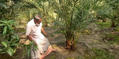 খেজুর চাষে সেলিমুল্লাহর সাফল্য