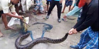 মুন্সীগঞ্জে ডোবায় মিলল বিশাল আকৃতির অজগর