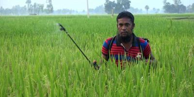 বালাইনাশকে মরছে না কীটপতঙ্গ, ক্ষতি মাটি-মানুষের