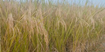 গোপালগঞ্জে ব্রি-১০৩ আমন ধানে নতুন আশা