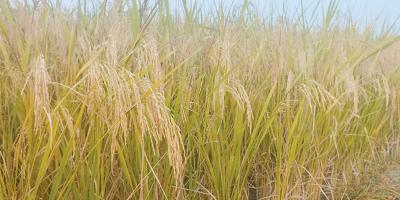 কৃষকদের আশা জাগিয়েছে ব্রি-১০৩ ধান