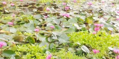 সবুজের বুকে লাল শাপলা