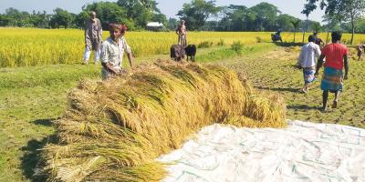 আগাম আমনের দামে খুশি কৃষক
