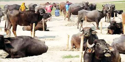 মহিষ পালন করে লাভবান চরাঞ্চলের কৃষক