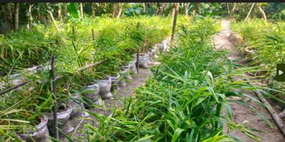 আদা চাষে কৃষকদের ভাগ্য বদলের স্বপ্ন