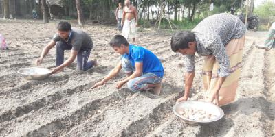 আলু চাষে আগ্রহ বাড়ছে কৃষকের