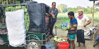 ফুলকপি চাষে ঝুঁকছেন কৃষকরা