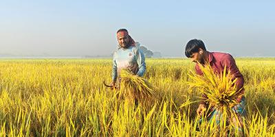 রোপা আমন ধানের ভালো ফলন