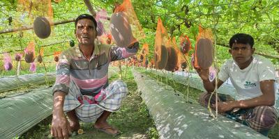 তরমুজ চাষে দুই বন্ধুর সাফল্য