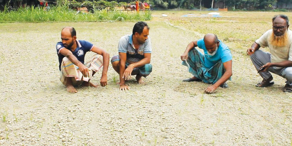 প্রণোদনার বীজে কৃষকের সর্বনাশ