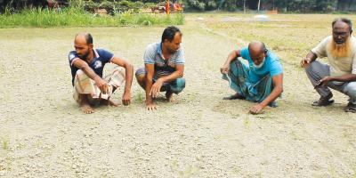 প্রণোদনার বীজে কৃষকের সর্বনাশ