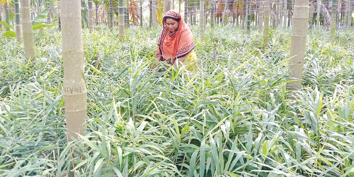 আদা-চুইঝাল চাষে ময়নার বাজিমাত