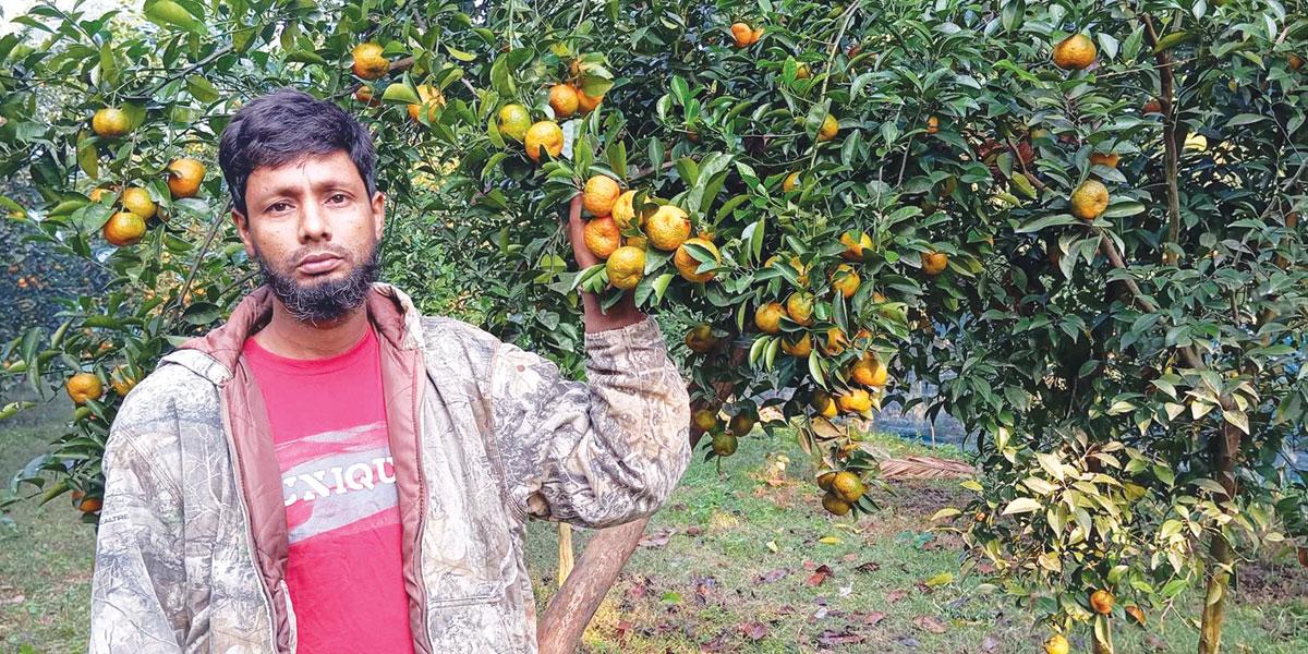 কমলা চাষে রানার সাফল্য