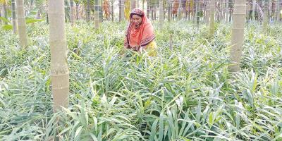 আদা-চুইঝাল চাষে ময়নার বাজিমাত