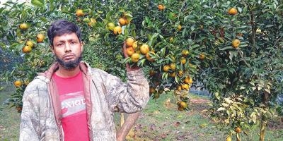 কমলা চাষে রানার সাফল্য
