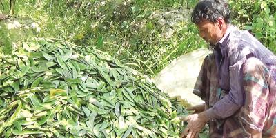 ভোলার চরাঞ্চলে শিমের বাম্পার ফলন
