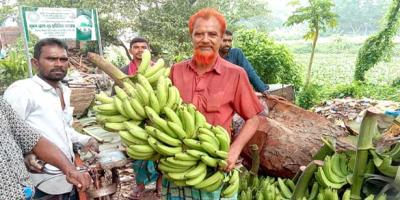 নরসিংদীর সাগর কলার চাহিদা বাড়লেও চাষ কমছে