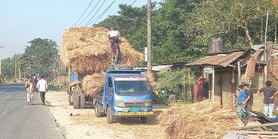 গো-খাদ্যের তীব্র সংকট বিপাকে চাষি-খামারিরা