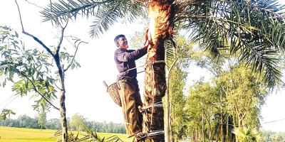 কদর বেড়েছে খেজুরের রসের