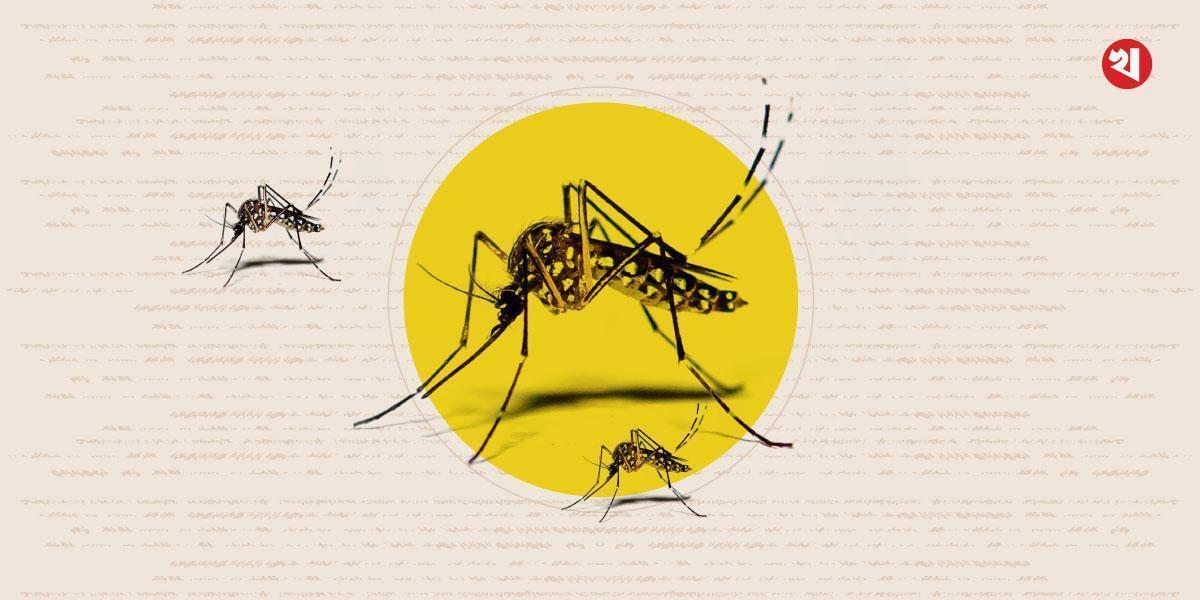 ডেঙ্গুতে আরও ৩ জনের মৃত্যু, হাসপাতালে ১৮৬