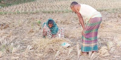ইঁদুরের জমানো ধানে ভাগ বসিয়ে সংসার চালান আয়মনা!