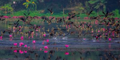 অতিথি পাখির সংখ্যা কমছে জাহাঙ্গীরনগরে!