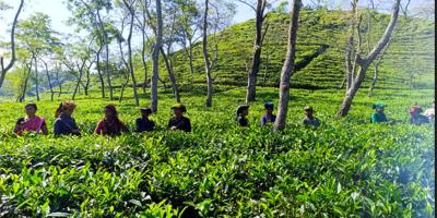 চা উৎপাদনের লক্ষ্যমাত্রা অর্জনে শঙ্কা