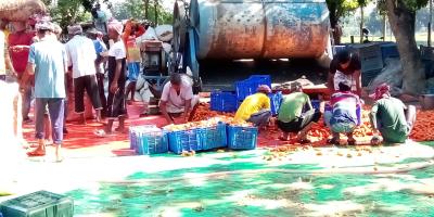 ঈশ্বরদীতে গাজর উৎপাদনের লক্ষ্যমাত্রা ২৪ হাজার ৮৪০ টন